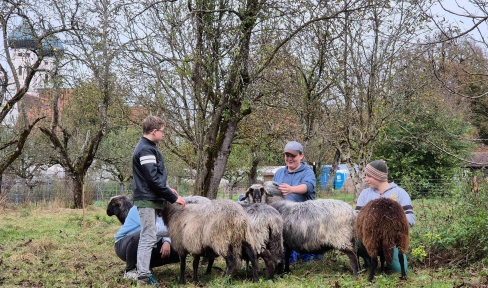 Umweltwoche in Benediktbeuern - Bild mit Schafen